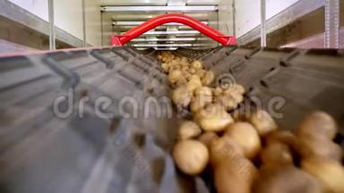 特写镜头，土豆在特殊的传送带上移动，并装进一个储藏室，一个仓库供冬季储存